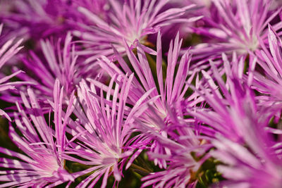 Full frame shot of purple flowering plants