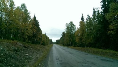 Country road along trees