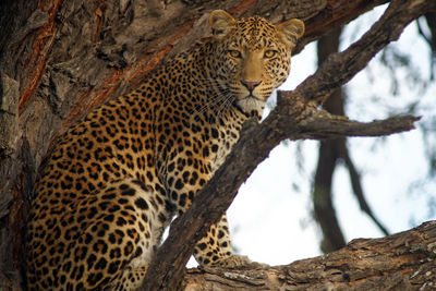 Portrait of leopard sitting on tree