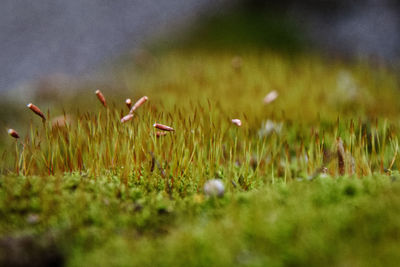 Close-up of flowers growing on field