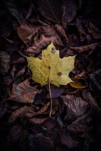 Close-up of fallen maple leaves