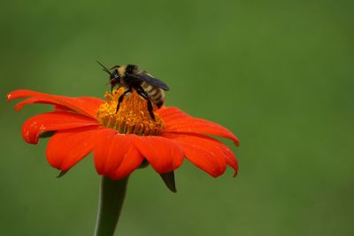 Close-up of bee on flower against blurred background