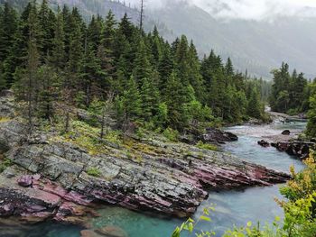 Scenic view of river in forest