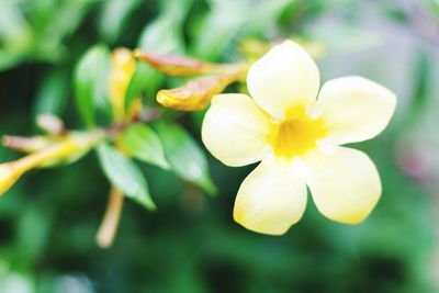 Close-up of yellow flower blooming outdoors