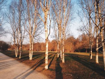 Bare trees in park