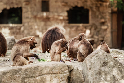 Close-up of monkeys