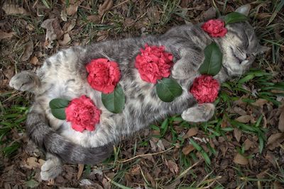 Close-up high angle view of cat covered in flowers