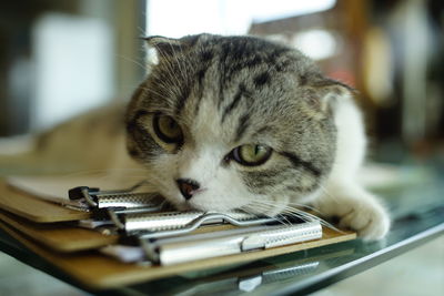 Close-up of cat resting