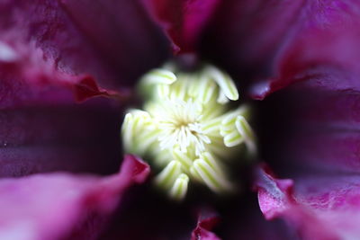 Close-up of pink flower