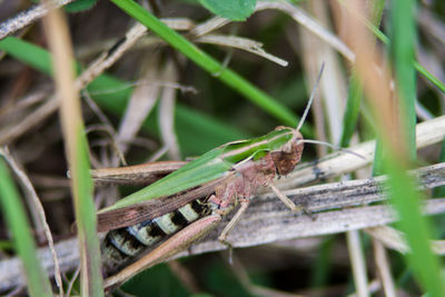 Close-up of insect on plant