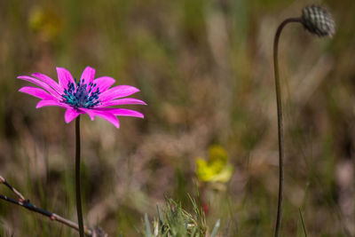 Close-up of pink flower