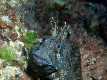 Close-up of fish underwater