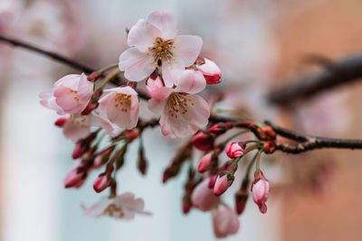 Close-up of pink cherry blossom