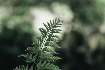 Close-up of fern leaves in the forest