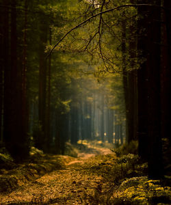 A beautiful pine tree forest scenery during spring in northern europe. tall pine trees.