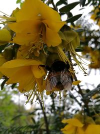 Close-up of bee pollinating on fresh yellow flower