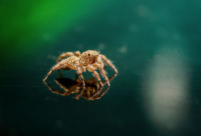 Close-up of spider