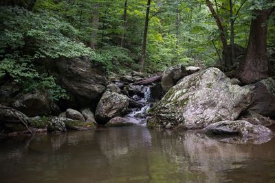 Scenic view of rocks in forest