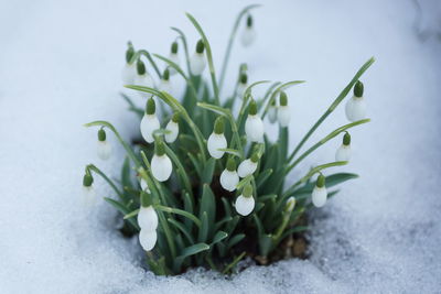 Close-up of snowdrop flower on snowfield