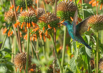 Close-up of hummingbird on flower