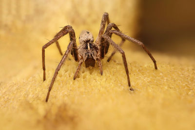 Close-up of spider