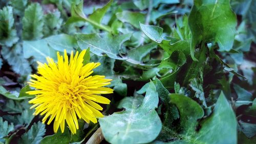 Close-up of yellow flowers blooming outdoors