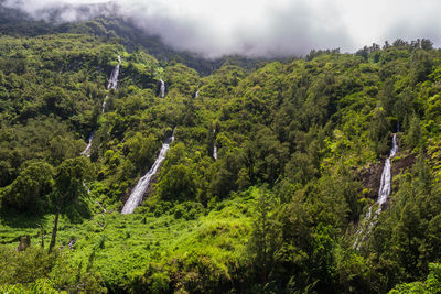 Scenic view of waterfall in forest