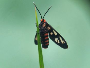 Close-up of butterfly on leaf