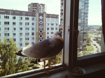 View of a bird against buildings