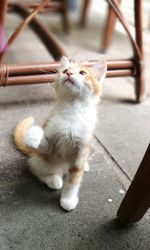 High angle view of cat sitting on floor