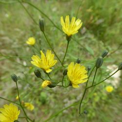 Close-up of yellow flowers blooming in field