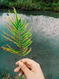 Person holding plant in lake