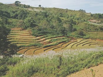 Scenic view of agricultural field