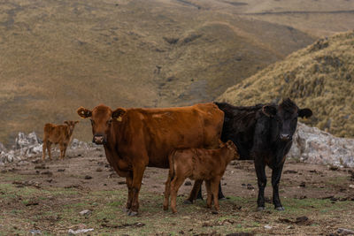 Cows standing in a field