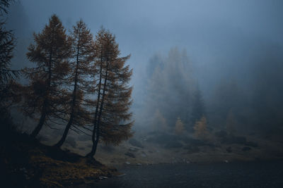 Scenic view of forest against sky