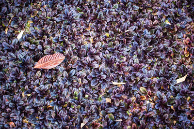 Fallen leaves on tree trunk