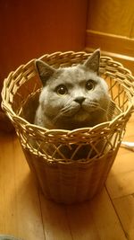 Close-up of cat in basket