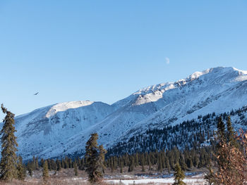 Scenic view of snowcapped mountains against clear blue sky