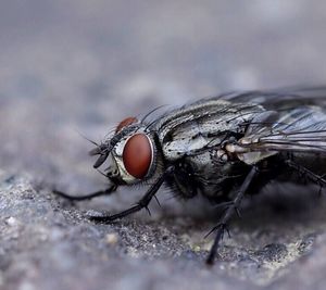 Close-up of insect