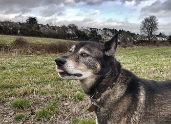 Close-up of dog on field