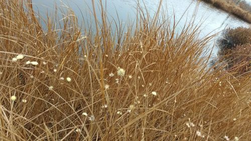 Plants growing on field