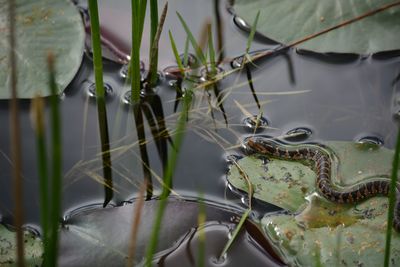 Close-up of plants in lake