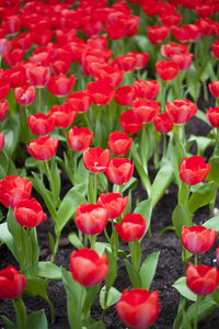 Full frame shot of red flowering plants