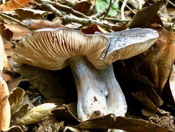 Close-up of a mushroom