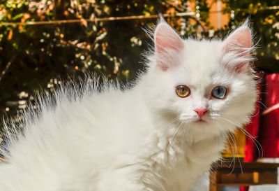 Close-up portrait of white cat