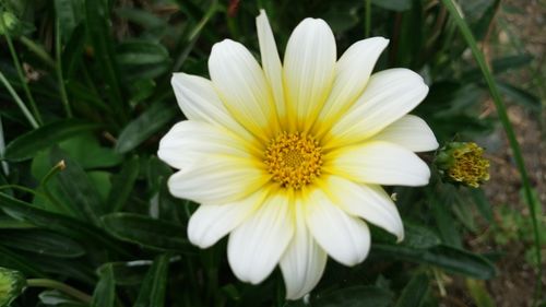 Close-up of white flower blooming outdoors