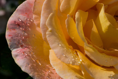 Close-up of wet rose flower