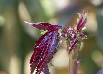 Close-up of purple flower buds