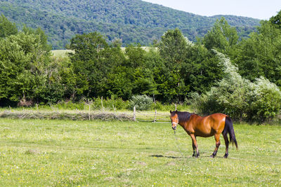 Horses in a field