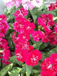Full frame shot of pink flowers